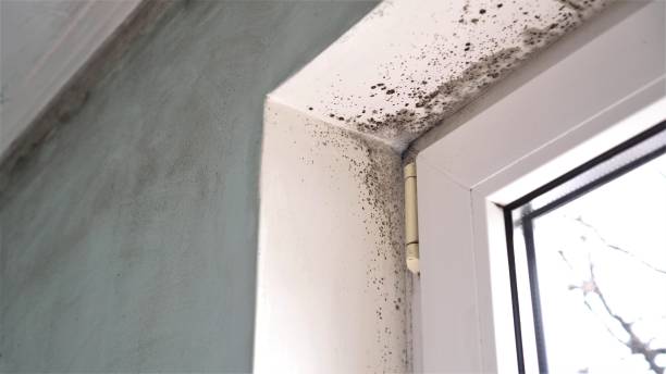 Best Mold Removal for HVAC Installations  in St Augustine South, FL