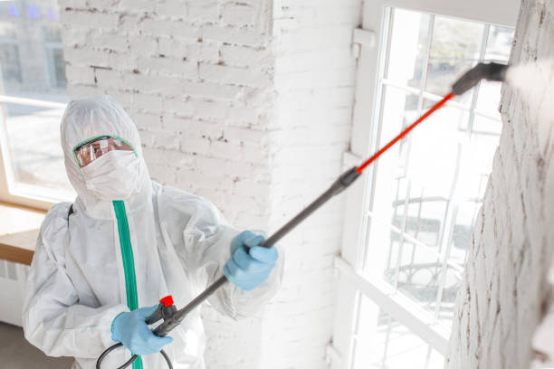  St Augustine South, FL Mold Removal Pros