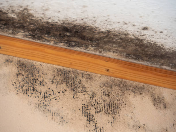 Mold Removal for HVAC Installations in St Augustine South, FL