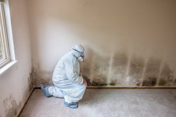 Best Asbestos and Lead Testing During Mold Inspection  in St Augustine South, FL