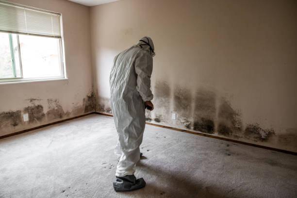Best Emergency Mold Remediation  in St Augustine South, FL